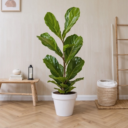 Zimmerpflanze Ficus Lyrata Fiddle Leaf Pflanze Produktbild pa_ohnedeko_1 XL