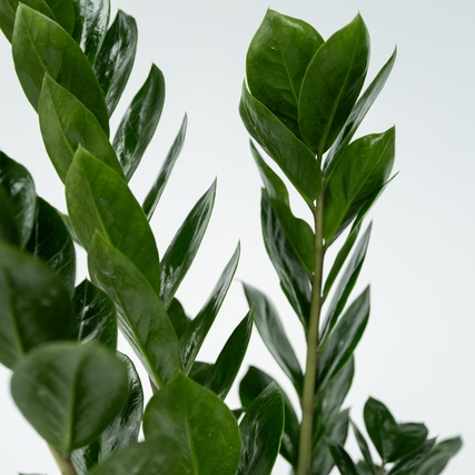 Grüne, glänzende Blätter der Zamioculcas ZZ Pflanze auf einem neutralen Hintergrund.