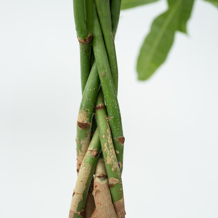 Geflochtene Stämme einer Pachira Pflanzen, vor hellem Hintergrund.