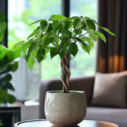 Pachira Geldbaum mit geflochtenem Stamm und großen Blättern in einen dekorativen Topf.
