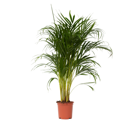 Zimmerpflanze XL Areca Goldpalme ca. 100-120cm grün