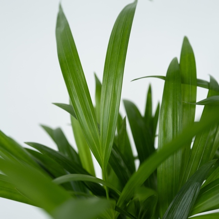 Nahaufnahme der langen, glänzenden Blätter einer Areca-Goldpalme auf hellem Hintergrund.