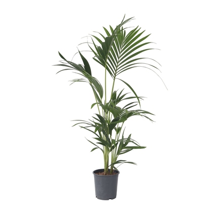 Zimmerpflanze Kentia Howea forsteriana Palme ca. 90-100cm grün