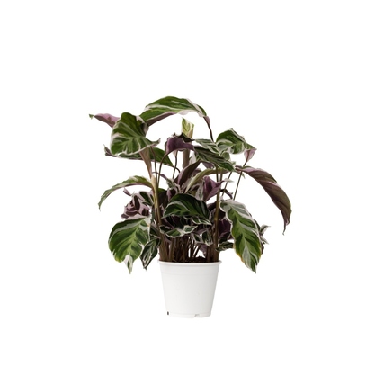 Zimmerpflanze Korbmarante Calathea Fusion Weiß ca. 30-40cm grün/weiß