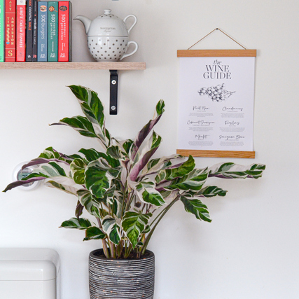 Zimmerpflanze Korbmarante Calathea Fusion Weiß im Topf, dekoriert mit Bücherregal und Wandposter.