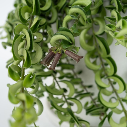 Zimmerpflanze Aeschynanthus Twister Produktbild pa_stellvertreter_2 XL