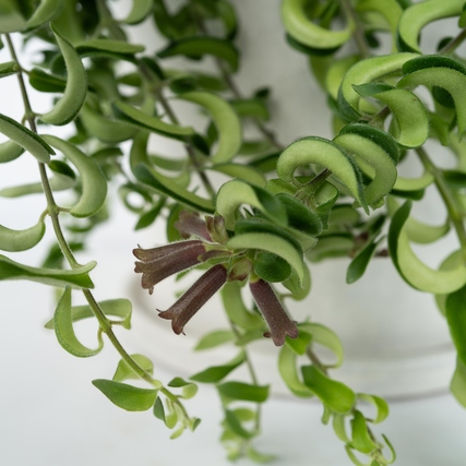 Zimmerpflanze Aeschynanthus Twister Produktbild pa_stellvertreter_3 XL