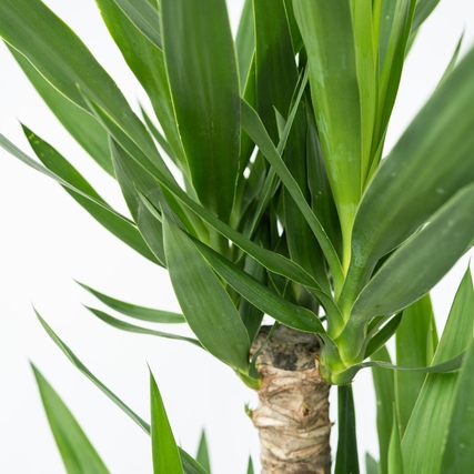 Grüne Blätter der Yucca Elephantipes mit dickem Stamm auf weißem Hintergrund.