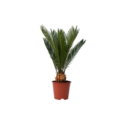 Zimmerpflanze Cycas Revoluta König Sago Palme ca. 45-60cm grün