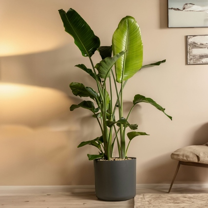 Große Strelitzia Nicolai Pflanze in grauem Topf vor heller Wand und Stuhl.