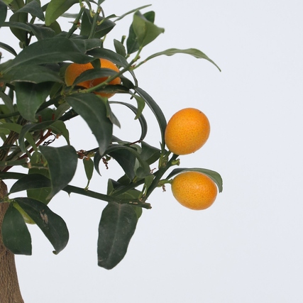 Zitrus-Kumquat-Baum mit orangenen Früchten und grünen Blättern vor neutralem Hintergrund.