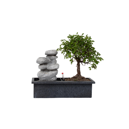Zimmerpflanze Bonsai Wasserfall-Set Stones