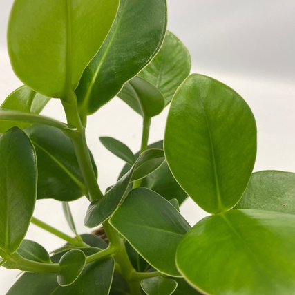 Grüne Blätter einer Zimmerpflanze mit herzförmigen, glänzenden Blattschalen, Detailansicht.