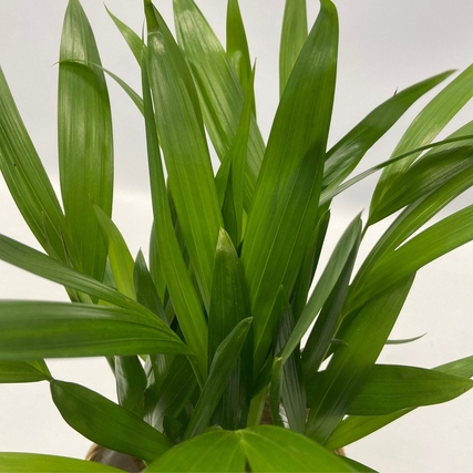 Grüne Zimmerpflanze mit langen, spitzen Blättern, Teil eines luftreinigenden Pflanzenmixes.