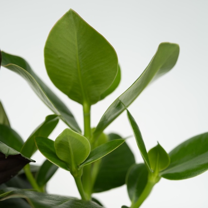 Grüne Blätter einer pflegeleichten Zimmerpflanze vor hellem Hintergrund.
