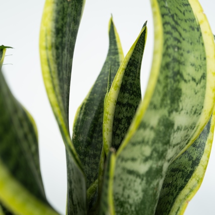 Nahaufnahme von grünen, gestreiften Blättern einer Sansevieria trifasciata Pflanze.