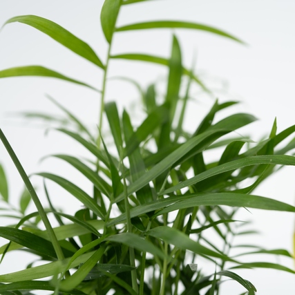 Pflegeleichte Zimmerpflanzen in einem 4-er Mix mit grünen, schmalen Blättern.