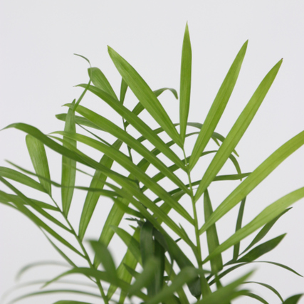 Grüne Blätter einer Zimmerpflanze mit langen, schmalen Spitzen vor hellem Hintergrund.