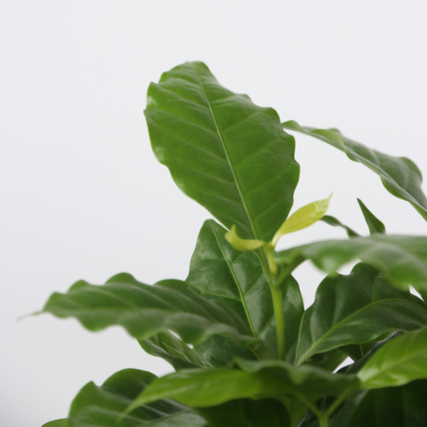 Detailansicht einer grünen Kaffeepflanze mit glänzenden Blättern vor neutralem Hintergrund.