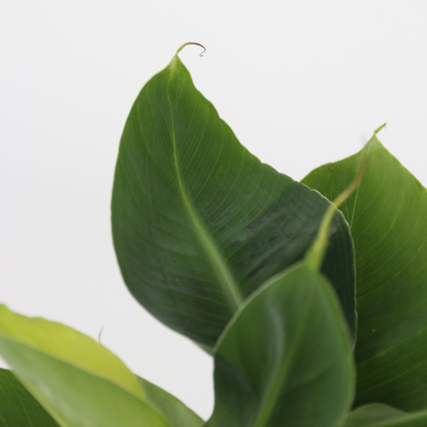 Nahaufnahme von grünen Blättern einer Zimmerpflanze auf hellem Hintergrund.