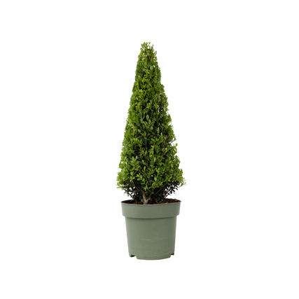 Pflanze Ilex crenata Japanische Stechpalme Pyramidenform ca. 55-65cm grün