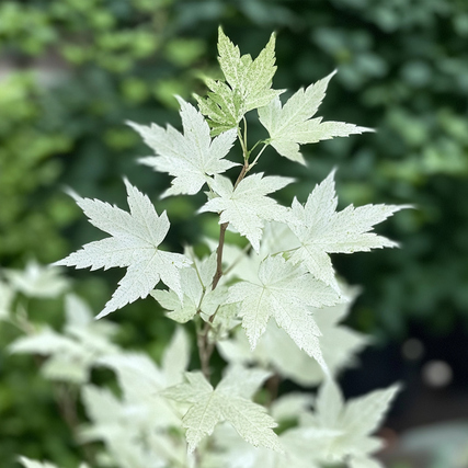 Blätter des Japanischen Ahorns 'Ukigumo' mit grünen, weißen und rosa Marmorierungen.