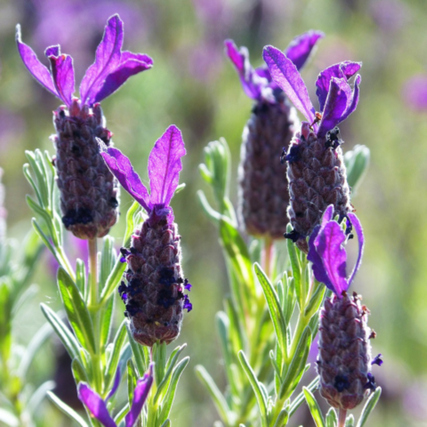 Lavendelstrauch mit lila Blüten und grünen Stängeln in der Natur.