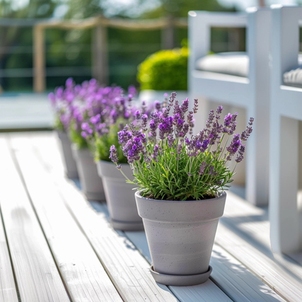 Lavendelstrauch in grauem Topf auf Holzterrasse mit weiteren Pflanzen im Hintergrund.