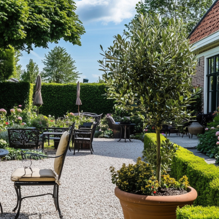 Olivenbaum in einem blühenden Garten mit Terrassenmöbeln und gepflegtem Grün.