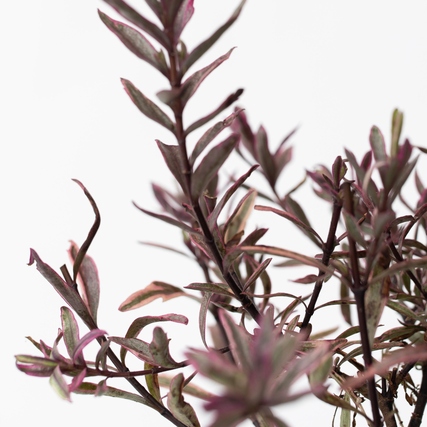 Hebe-Strauch mit grünen und purpurfarbenen Blättern vor einem weißen Hintergrund.