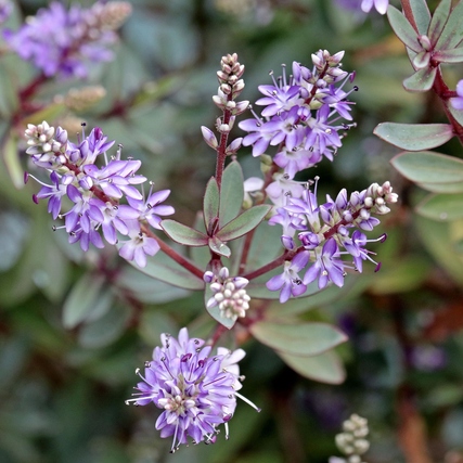 Lila blühender Hebe-Strauch mit kleinen Blüten und grünen Blättern.