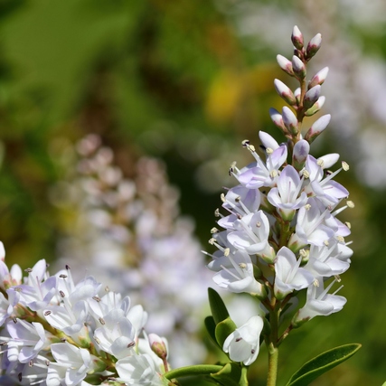 Blüte eines Hebe-Strauchs mit weißen und lilafarbenen Blüten im Hintergrund.