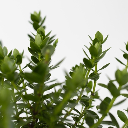 Grüner Hebe-Strauch mit dichten Blättern auf hellem Hintergrund.