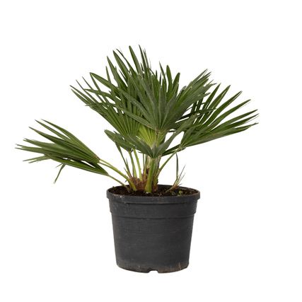 Pflanze Chamaerops Vulcano Palme ca. 35-45cm grün