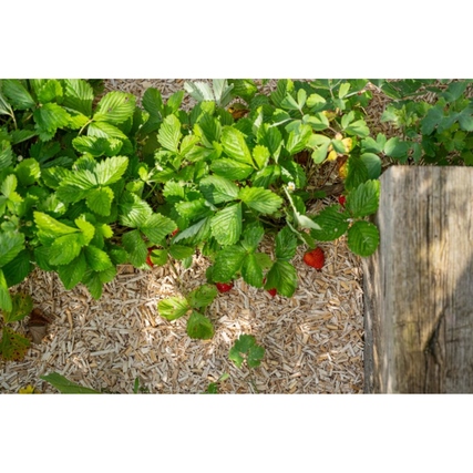Floragard Mulch Produktbild pa_ohnedeko_1 XL