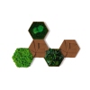 STYLEGREEN Pflanzenbild Kork-Hexagon Set