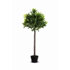 Paperflow Zimmerpflanze Olivenbaum Y000603L