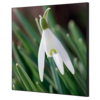 Showdown® Displays Dekobild 40 x 40 cm (B x H) Weiße Blume Schneeglöckchen Y000920R