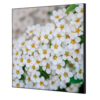 Showdown® Displays Dekobild 40 x 40 cm (B x H) Weiße Blume Spirea Y000921I