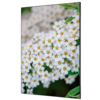 Showdown® Displays Dekobild 84,1 x 59,4 cm (B x H) Weiße Blume Spirea Y000922P