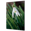 Showdown® Displays Dekobild 84,1 x 59,4 cm (B x H) Weiße Blume Schneeglöckchen Y000923D