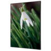 Showdown® Displays Dekobild 42 x 59,4 cm (B x H) Weiße Blume Schneeglöckchen Y000926N