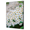 Showdown® Displays Dekobild 42 x 59,4 cm (B x H) Weiße Blume Spirea Y000927D