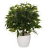 hjh OFFICE Zimmerpflanze Ficus II Y001038G