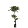 hjh OFFICE Zimmerpflanze Acacia Y001428R