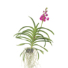 Zimmerpflanze Vanda Orchidee L Y001795G