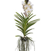 Zimmerpflanze Vanda Orchidee L Y001795I