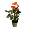 Zimmerpflanze Flamingoblume Anthurium Madural Orange Y001797V Zimmerpflanze Flamingoblume Anthurium Madural Orange Y001797V