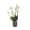 Zimmerpflanze Schmetterlingsorchidee Multi Phalaenopsis Y001798U