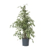 Zimmerpflanze Geigenpflanze Ficus Benjamina Twilight XL Y001799U